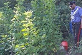 Reggio Emilia, al parco Roncolo spunta una piantagione di marijuana Reggio Emilia, al parco Roncolo spunta una piantagione di marijuana